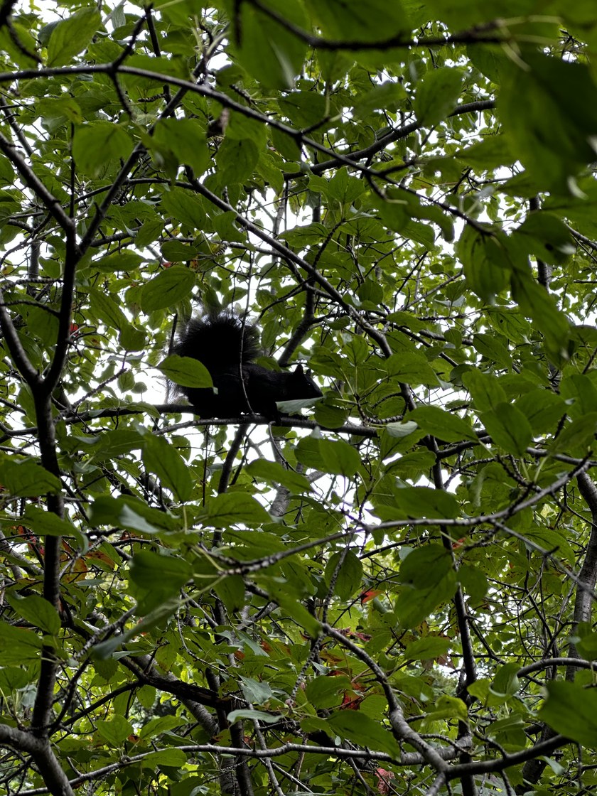 Img 0599